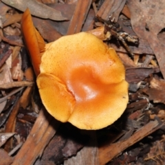 zz agaric (stem; gills not white/cream) at Acton, ACT - 13 May 2022