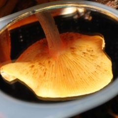 zz agaric (stem; gills not white/cream) at Acton, ACT - 13 May 2022 12:00 PM