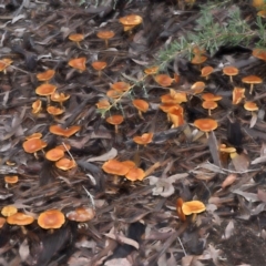 zz agaric (stem; gills not white/cream) at Acton, ACT - 13 May 2022 12:00 PM