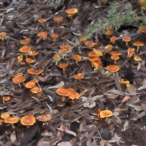 zz agaric (stem; gills not white/cream) at Acton, ACT - 13 May 2022 12:00 PM