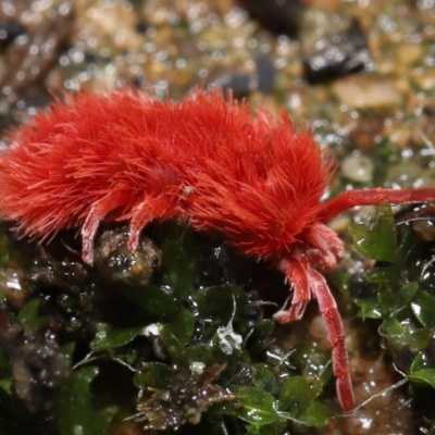 Trombidiidae (family) (Red velvet mite) at ANBG - 13 May 2022 by TimL