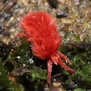 Trombidiidae (family) at Acton, ACT - 13 May 2022