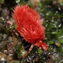 Trombidiidae (family) at Acton, ACT - 13 May 2022