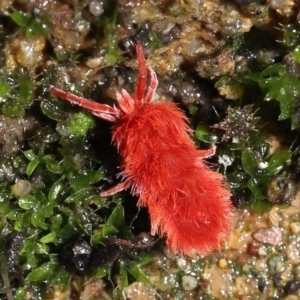 Trombidiidae (family) at Acton, ACT - 13 May 2022