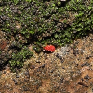 Trombidiidae (family) at Acton, ACT - 13 May 2022