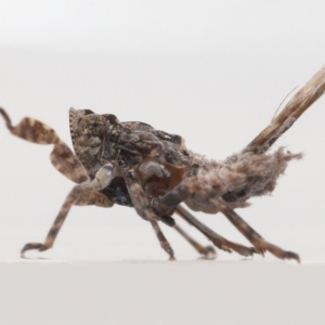 Platybrachys decemmacula at Evatt, ACT - 13 May 2022 03:06 PM