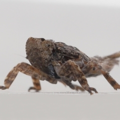 Platybrachys decemmacula at Evatt, ACT - 13 May 2022