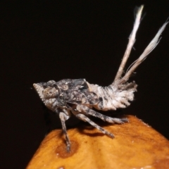 Platybrachys decemmacula at Evatt, ACT - 13 May 2022