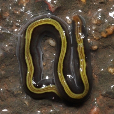 Caenoplana bicolor (Two-tone Planarian) at Acton, ACT - 13 May 2022 by TimL