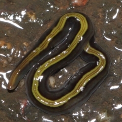 Caenoplana bicolor at Acton, ACT - 13 May 2022