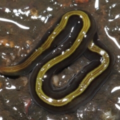 Caenoplana bicolor at Acton, ACT - 13 May 2022