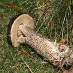 Leccinum scabrum at Evatt, ACT - 14 May 2022 by TimL