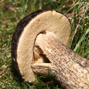 Leccinum scabrum at Evatt, ACT - 14 May 2022 10:32 AM