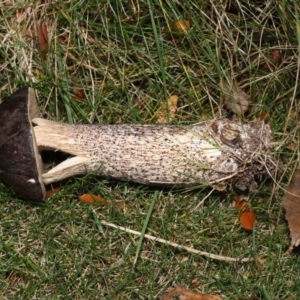 Leccinum scabrum at Evatt, ACT - 14 May 2022 10:32 AM