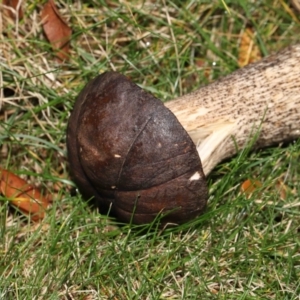 Leccinum scabrum at Evatt, ACT - 14 May 2022 10:32 AM