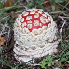 Amanita muscaria (Fly Agaric) at Evatt, ACT - 14 May 2022 by TimL