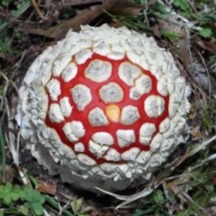 Amanita muscaria at Evatt, ACT - 14 May 2022 10:32 AM