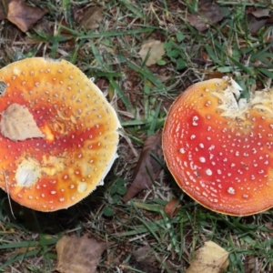 Amanita muscaria at Evatt, ACT - 14 May 2022 10:32 AM