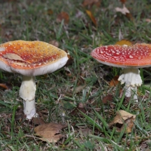 Amanita muscaria at Evatt, ACT - 14 May 2022 10:32 AM