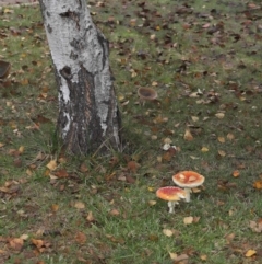 Amanita muscaria at Evatt, ACT - 14 May 2022 10:32 AM