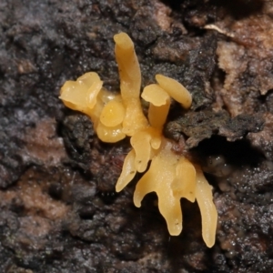 Calocera sp. at Acton, ACT - 13 May 2022