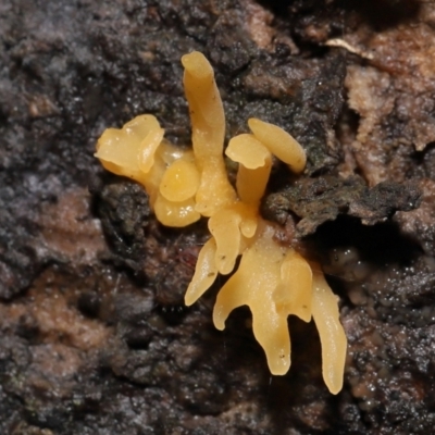 Calocera sp. (A stagshorn fungus) at ANBG - 13 May 2022 by TimL