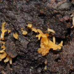 Calocera sp. at Acton, ACT - 13 May 2022