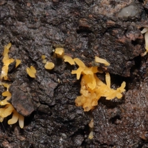 Calocera sp. at Acton, ACT - 13 May 2022 11:48 AM