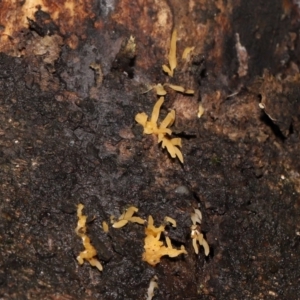 Calocera sp. at Acton, ACT - 13 May 2022