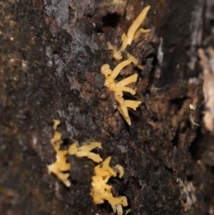 Calocera sp. at Acton, ACT - 13 May 2022