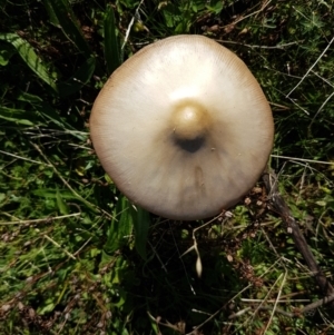 Volvopluteus gloiocephalus at Phillip, ACT - 1 May 2022