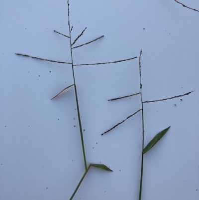 Digitaria diffusa (Open Summer-grass) at Bombay, NSW - 16 May 2022 by MattM