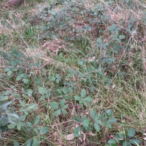 Rubus anglocandicans at Hackett, ACT - 4 May 2022