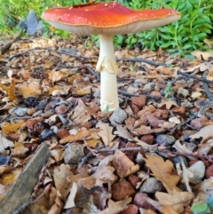 Amanita muscaria at Hughes, ACT - 16 May 2022 10:37 AM