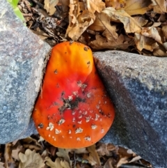 Amanita muscaria at Hughes, ACT - 16 May 2022