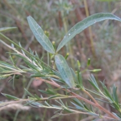 Glycine clandestina at Paddys River, ACT - 23 Jan 2022