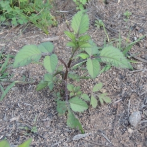 Bidens pilosa at Kambah, ACT - 15 May 2022