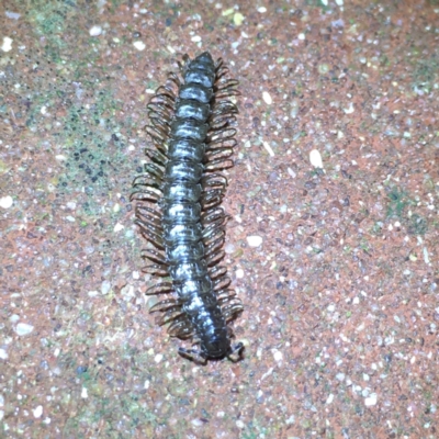 Dalodesmidae (family) (Dalodesmid flat-backed millipede) at Gang Gang at Yass River - 28 Apr 2022 by JonLewis