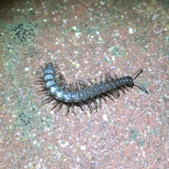 Dalodesmidae (family) at Yass River, NSW - 28 Apr 2022 09:18 PM