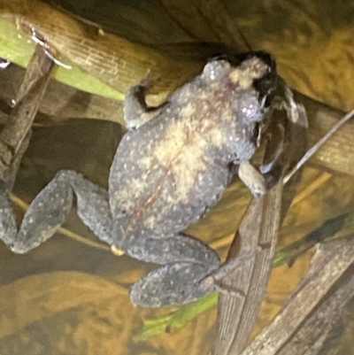 Uperoleia laevigata (Smooth Toadlet) at Molonglo Valley, ACT - 14 May 2022 by AJB