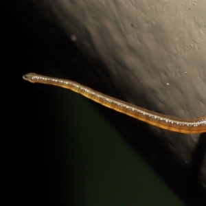 Hirudinea sp. (Class) at Acton, ACT - 13 May 2022