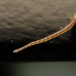 Hirudinea sp. (Class) at Acton, ACT - 13 May 2022