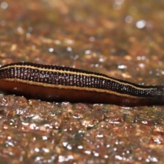 Hirudinidae sp. (family) (A Striped Leech) at Acton, ACT - 13 May 2022 by TimL