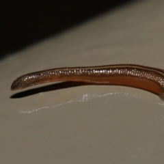 Hirudinea sp. (Class) (Unidentified Leech) at ANBG - 13 May 2022 by TimL