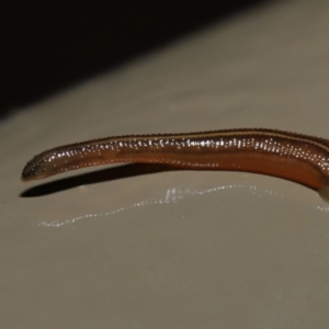 Hirudinea sp. (Class) at Acton, ACT - 13 May 2022