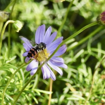 Melangyna viridiceps (Hover fly) at Burradoo, NSW - 16 May 2022 by GlossyGal