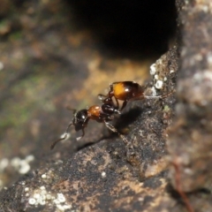 Chelaner kiliani (Kilian's ant) at ANBG - 13 May 2022 by TimL