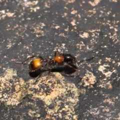 Chelaner kiliani at Acton, ACT - 13 May 2022 12:33 PM