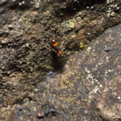 Chelaner kiliani at Acton, ACT - 13 May 2022 12:33 PM