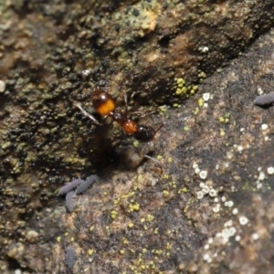 Chelaner kiliani at Acton, ACT - 13 May 2022 12:33 PM